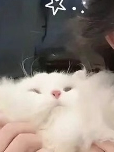 男神都爱我之灼灼其华