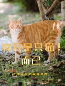 我只是只猫！而已